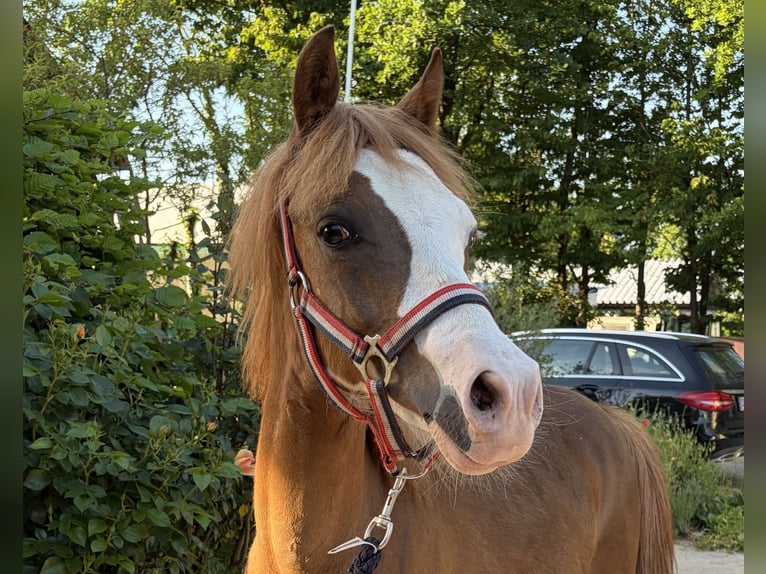 KWPN Hengst 1 Jaar 135 cm Vos in Babenhausen