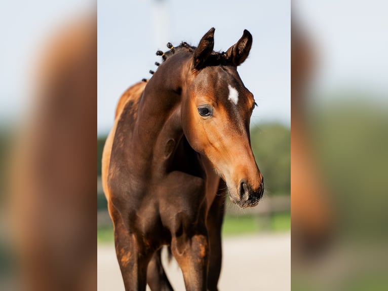 KWPN Hengst 1 Jaar 140 cm Zwartbruin in Landgraaf