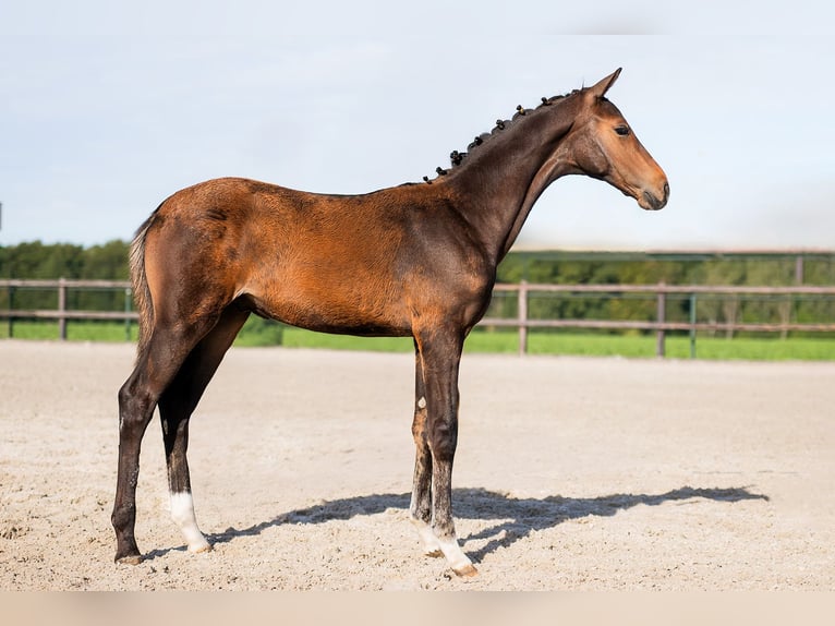 KWPN Hengst 1 Jaar 140 cm Zwartbruin in Landgraaf