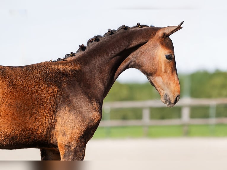KWPN Hengst 1 Jaar 140 cm Zwartbruin in Landgraaf