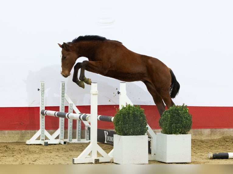 KWPN Hengst 1 Jaar 150 cm Bruin in Waddinxveen