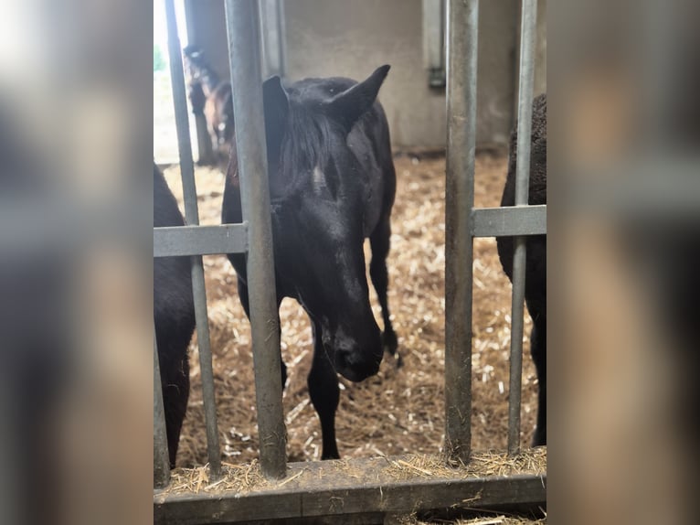 KWPN Hengst 1 Jaar 150 cm Zwart in Brakel