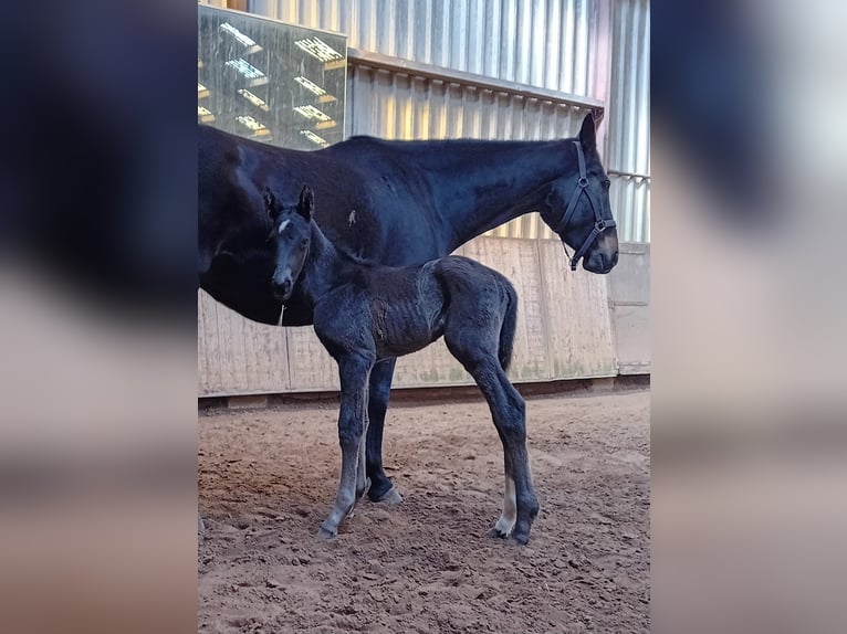 KWPN Hengst 1 Jaar 150 cm Zwart in Brakel