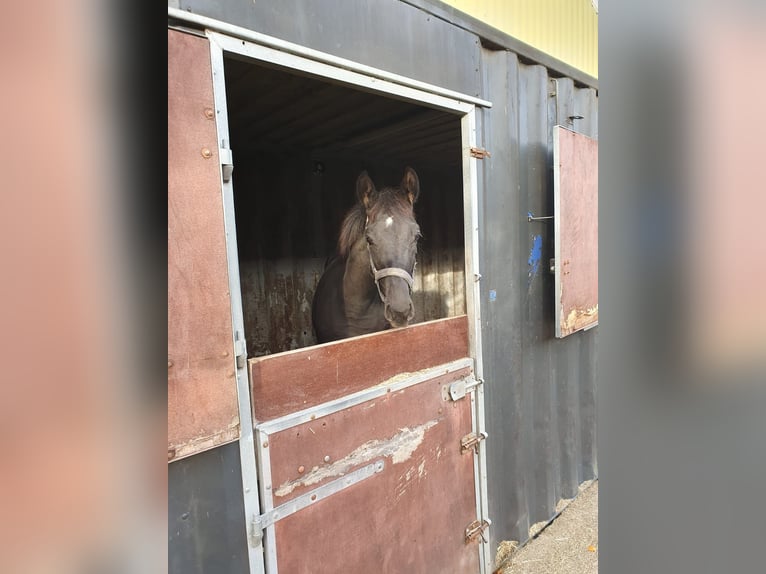 KWPN Hengst 1 Jaar 150 cm Zwart in Brakel