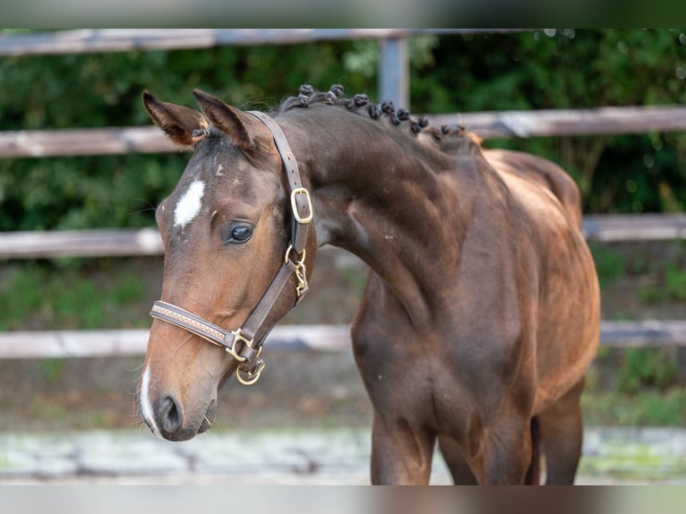 KWPN Hengst 1 Jaar 155 cm Donkerbruin in GROTE-BROGEL