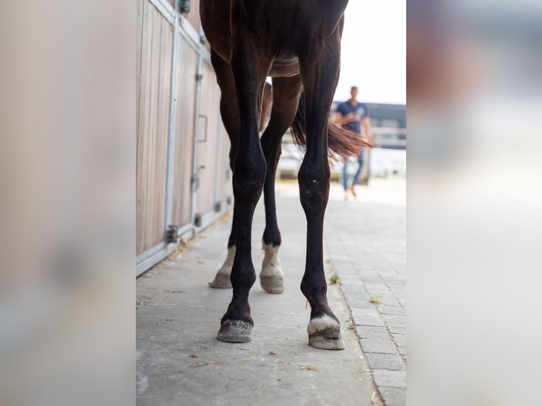 KWPN Hengst 1 Jaar 155 cm Donkerbruin in GROTE-BROGEL