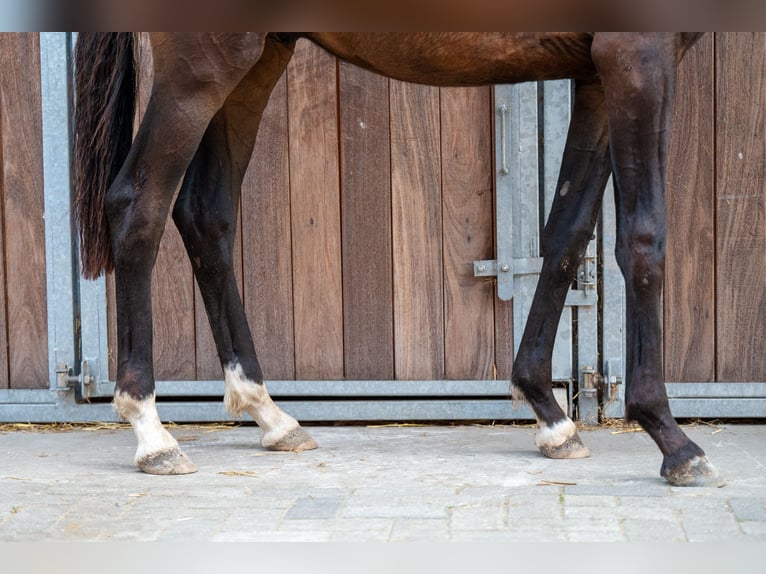 KWPN Hengst 1 Jaar 155 cm Donkerbruin in GROTE-BROGEL