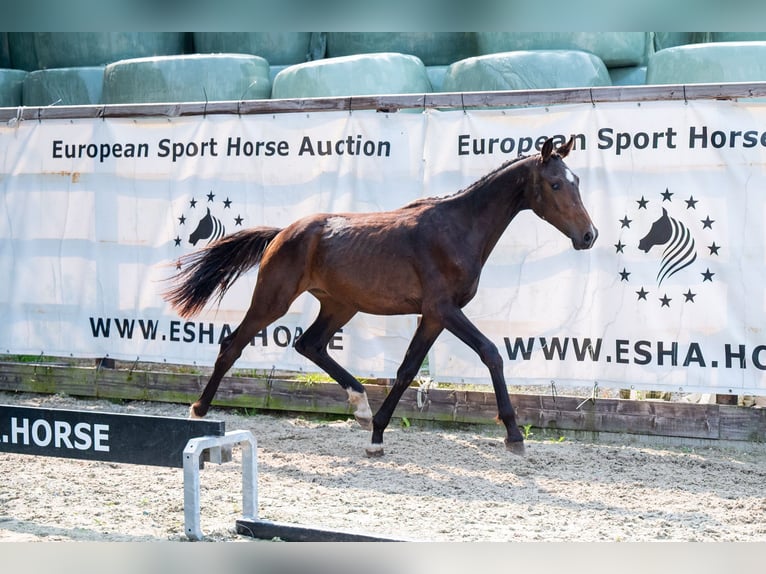 KWPN Hengst 1 Jaar 155 cm Donkerbruin in GROTE-BROGEL