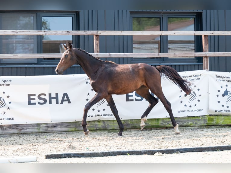 KWPN Hengst 1 Jaar 155 cm Donkerbruin in GROTE-BROGEL