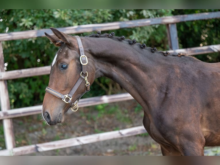 KWPN Hengst 1 Jaar 155 cm Donkerbruin in GROTE-BROGEL