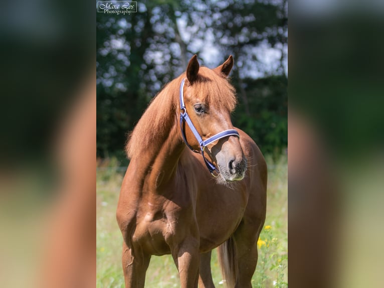 KWPN Hengst 1 Jaar 160 cm Donkere-vos in Hengelo