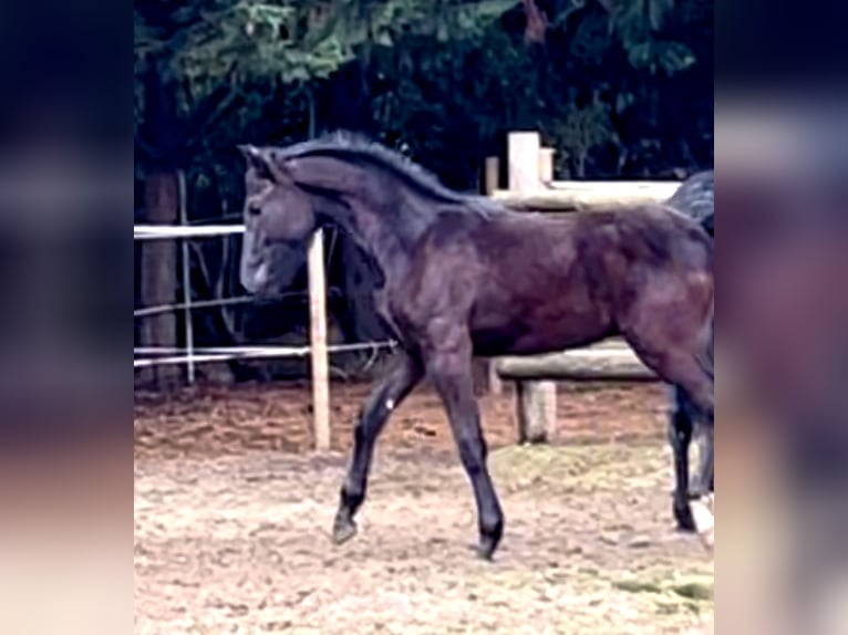 KWPN Mix Hengst 1 Jaar 160 cm Zwart in Husillos