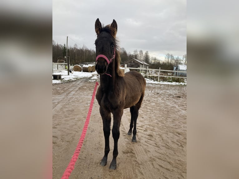 KWPN Mix Hengst 1 Jaar 165 cm Donkerbruin in Ambla