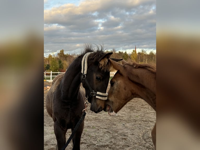 KWPN Mix Hengst 1 Jaar 165 cm Donkerbruin in Ambla