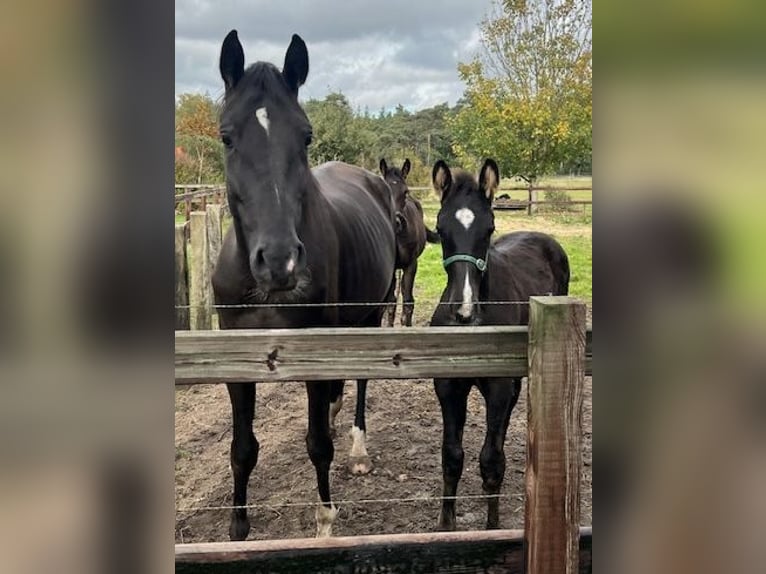 KWPN Hengst 1 Jaar 165 cm Zwartbruin in Odoorn