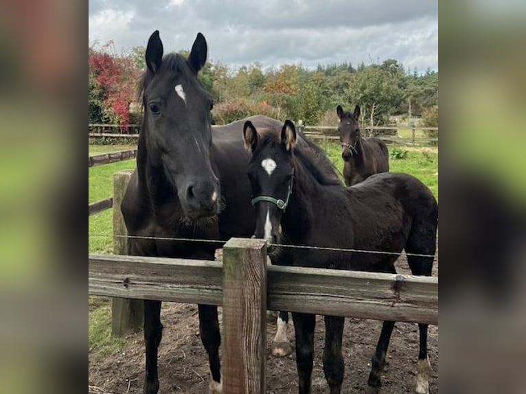 KWPN Hengst 1 Jaar 165 cm Zwartbruin in Odoorn