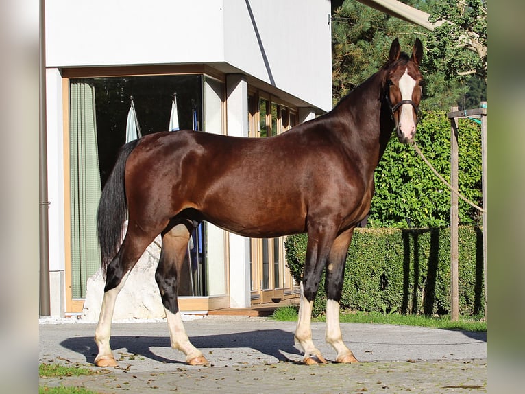 KWPN Hengst 1 Jaar 166 cm Bruin in Kamnik