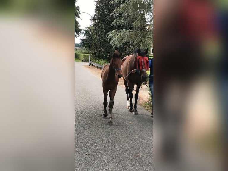 KWPN Hengst 1 Jaar 168 cm Bruin in Nettersheim