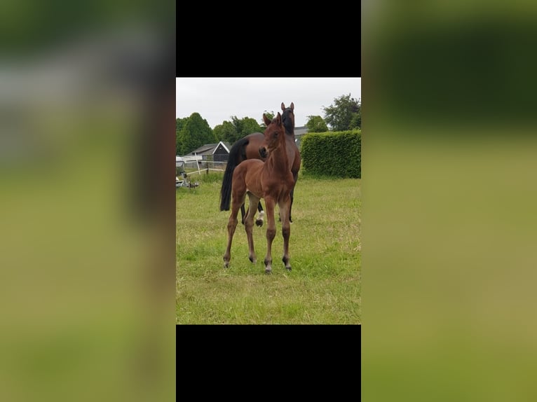 KWPN Hengst 1 Jaar 168 cm Bruin in Nettersheim