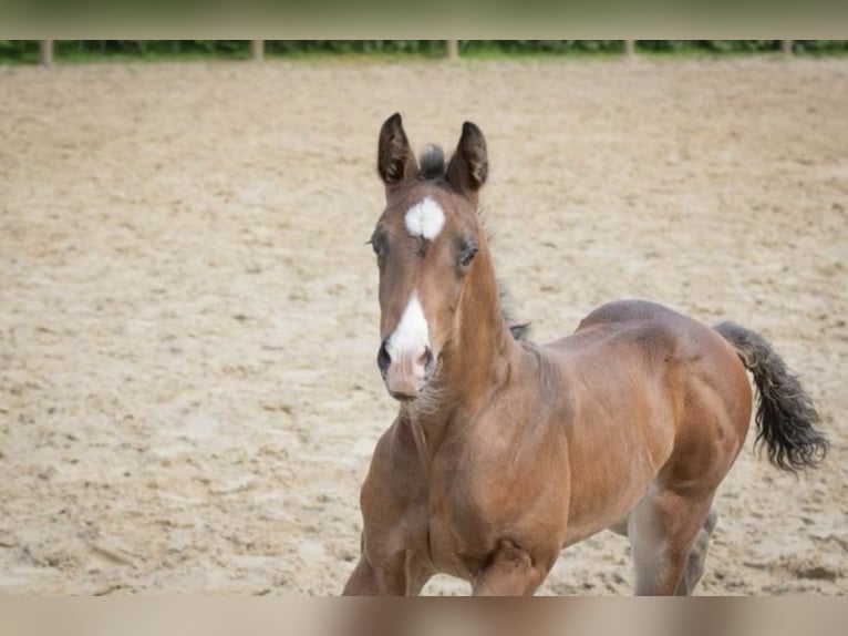 KWPN Hengst 1 Jaar 168 cm Donkerbruin in Lutjegast