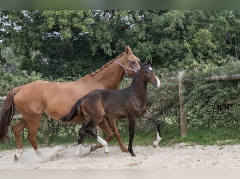 KWPN Hengst 1 Jaar 168 cm Donkerbruin in Lutjegast