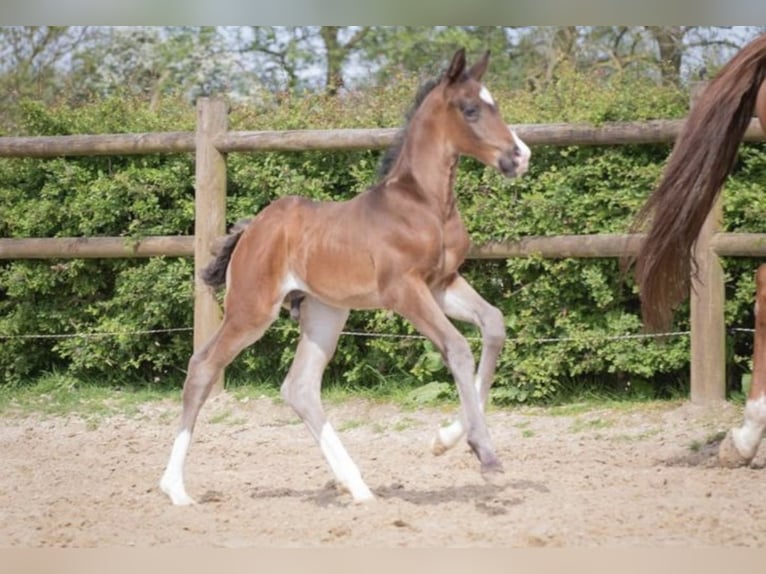 KWPN Hengst 1 Jaar 168 cm Donkerbruin in Lutjegast