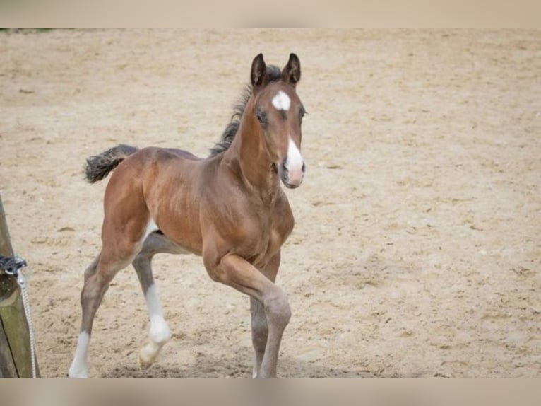 KWPN Hengst 1 Jaar 168 cm Donkerbruin in Lutjegast