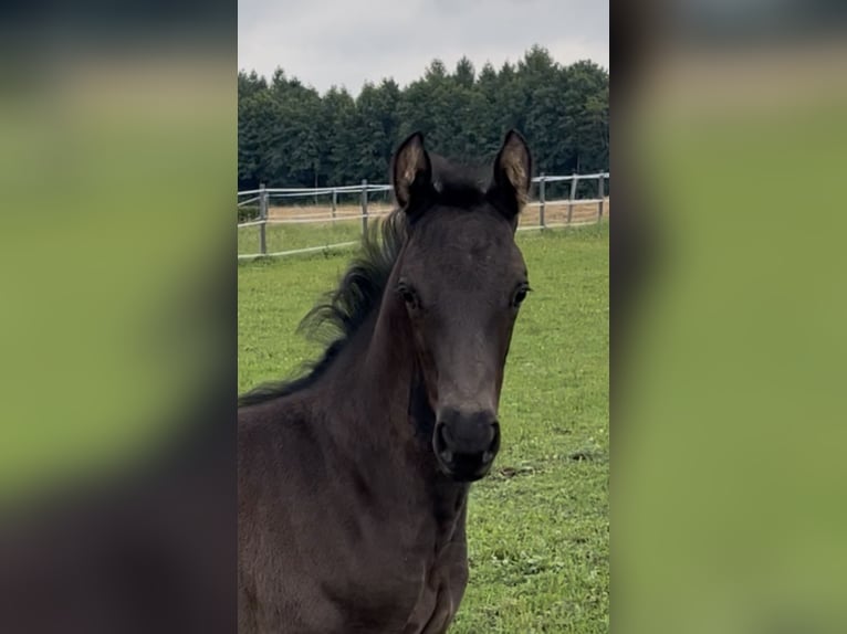 KWPN Hengst 1 Jaar 168 cm Zwart in Zell an der Pram