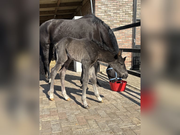 KWPN Hengst 1 Jaar 170 cm  in Maasbree