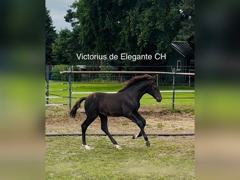 KWPN Hengst 1 Jaar 170 cm  in Maasbree