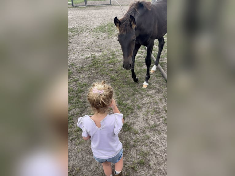 KWPN Hengst 1 Jaar 170 cm  in Maasbree