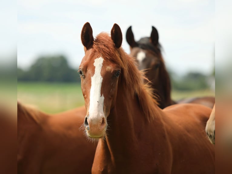 KWPN Hengst 1 Jaar 170 cm Vos in Aalten