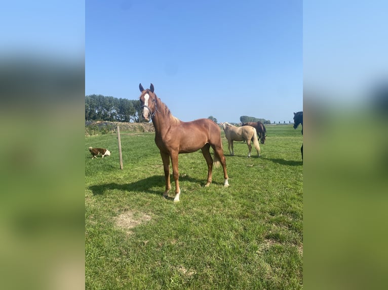 KWPN Hengst 1 Jaar 172 cm in Wamel