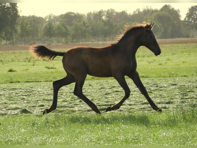 KWPN Hengst 1 Jaar 172 cm Zwartbruin in Diessen