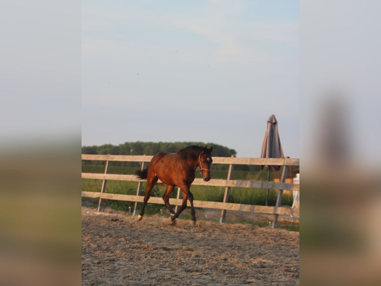 KWPN Hengst 1 Jaar 175 cm Bruin in Hank