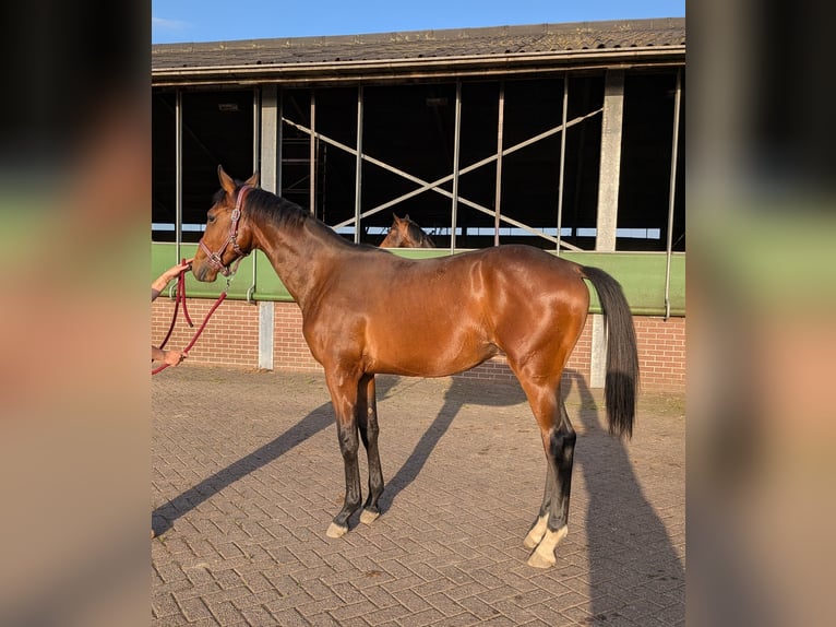 KWPN Hengst 1 Jaar 175 cm Bruin in Hank