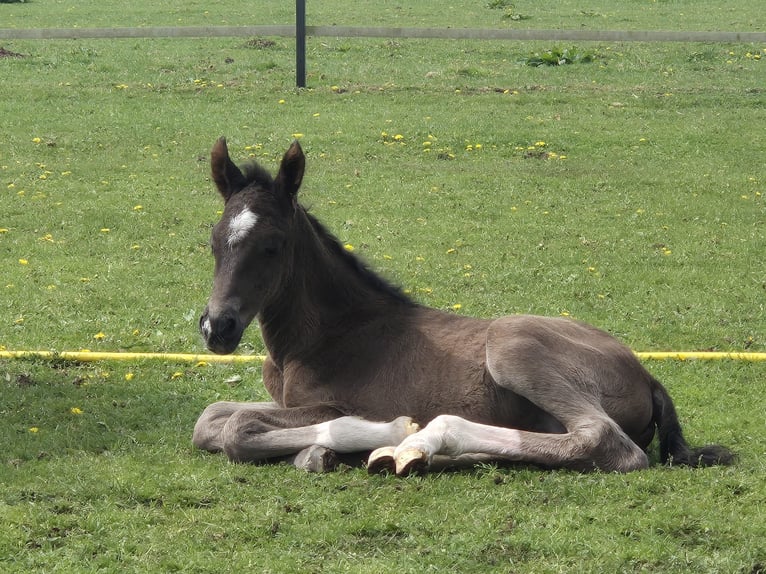 KWPN Hengst 1 Jaar 175 cm Donkere-vos in Maasbree