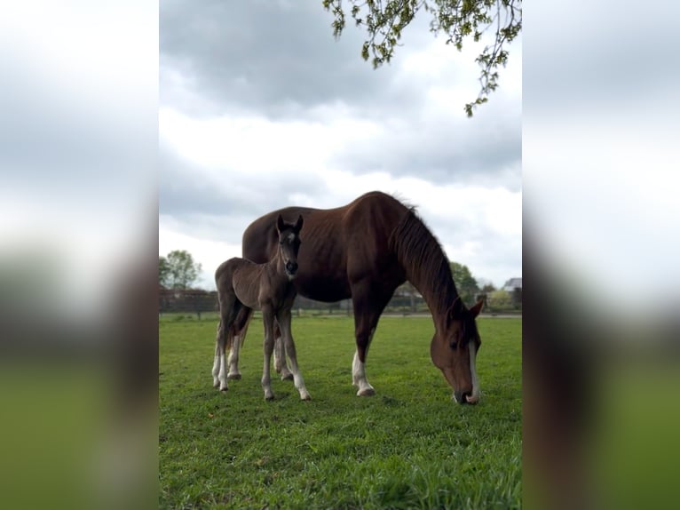 KWPN Hengst 1 Jaar 175 cm Donkere-vos in Maasbree