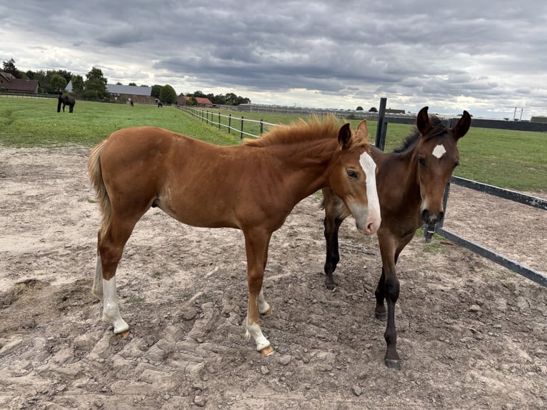 KWPN Hengst 1 Jaar 175 cm Vos in Maasbree