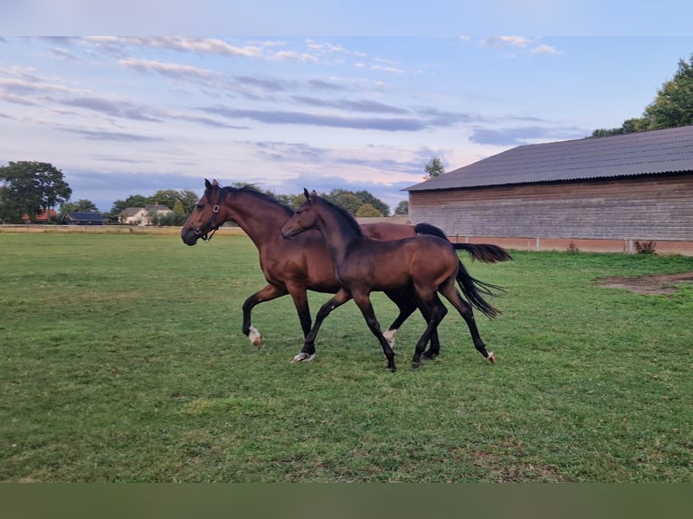 KWPN Hengst 1 Jaar Bruin in Hengelo (Gld)