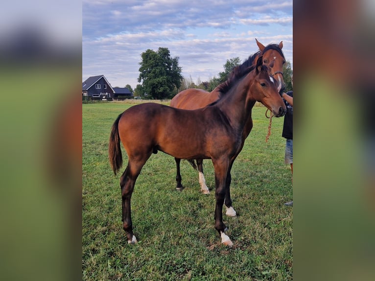 KWPN Hengst 1 Jaar Bruin in Hengelo (Gld)