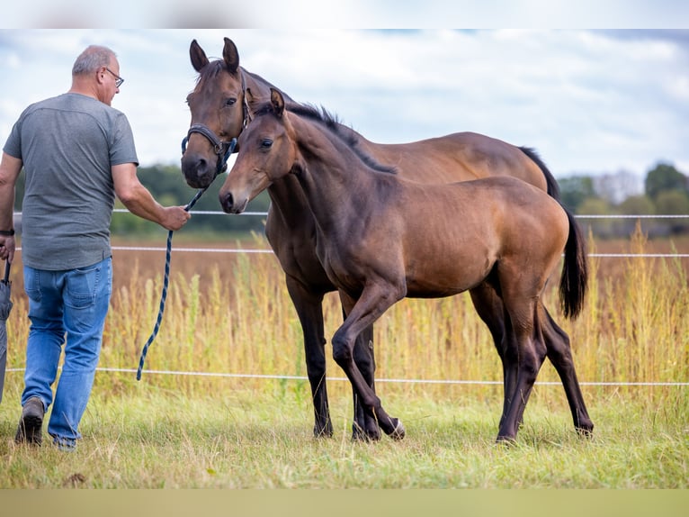 KWPN Hengst 1 Jaar Bruin in Mill