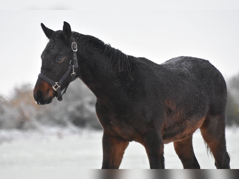 KWPN Hengst 1 Jaar Bruin in Markelo