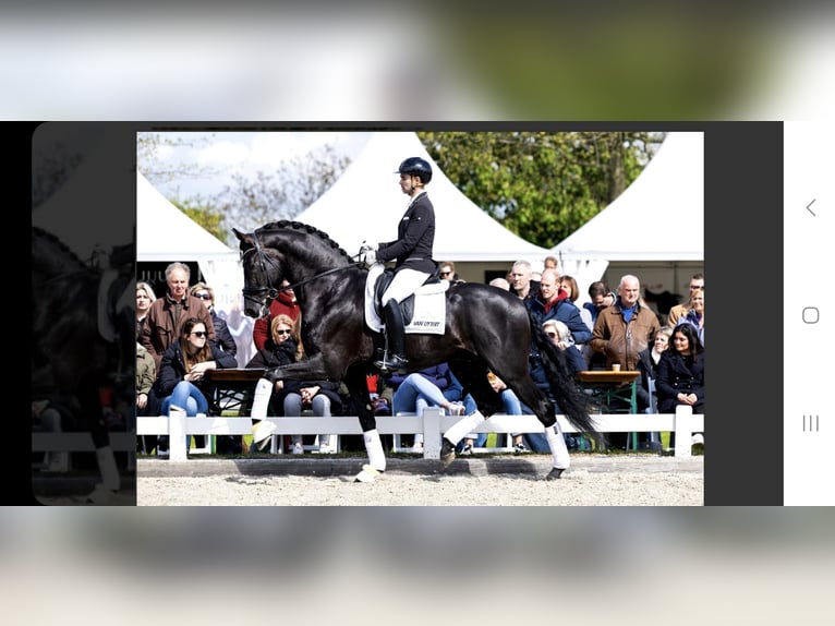 KWPN Hengst 1 Jaar Donkerbruin in Muiderberg