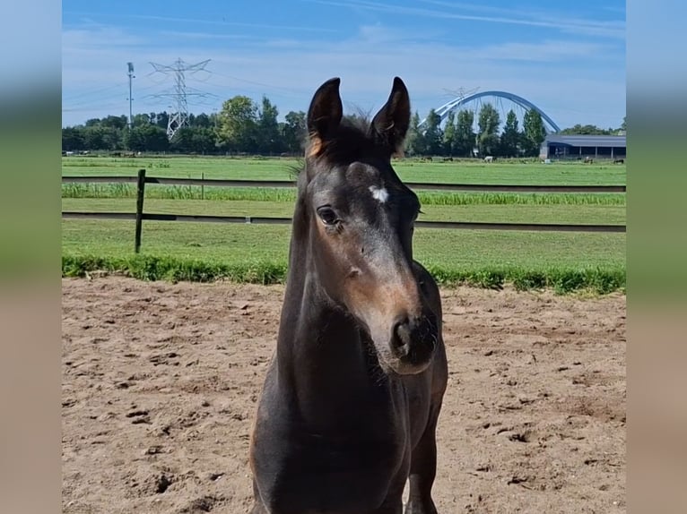 KWPN Hengst 1 Jaar Donkerbruin in Muiderberg