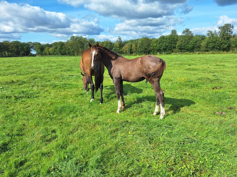 KWPN Hengst 1 Jaar Donkerbruin in Dwingeloo