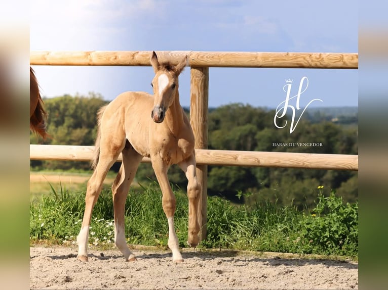 KWPN Hengst 1 Jaar Falbe in Marly-sous-Issy