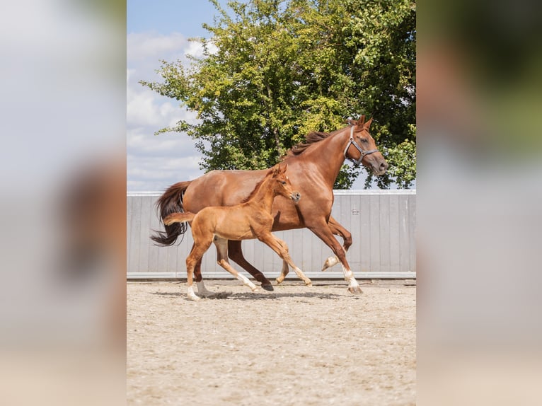 KWPN Hengst 1 Jaar Vos in Pijnacker