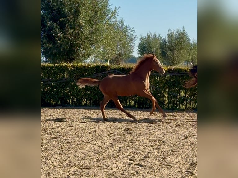 KWPN Hengst 1 Jaar Vos in Mastenbroek