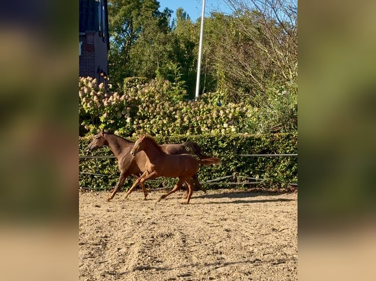 KWPN Hengst 1 Jaar Vos in Mastenbroek